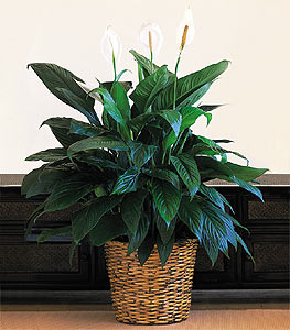  Ankara Pursaklar iek online iek siparii  Large Spathiphyllum