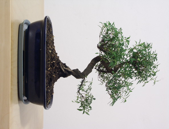 ithal bonsai saksi iegi  Ankara Pursaklar iek siparii vermek 