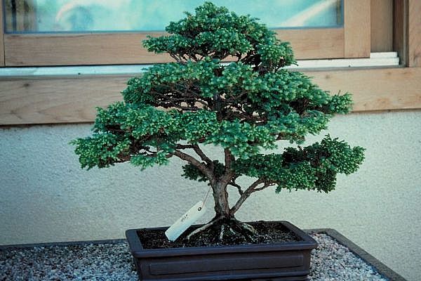 ithal bonsai saksi iegi  Ankara Pursaklar 14 ubat sevgililer gn iek 