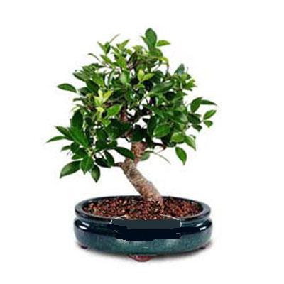 ithal bonsai saksi iegi  Ankara Pursaklar iek siparii sitesi 