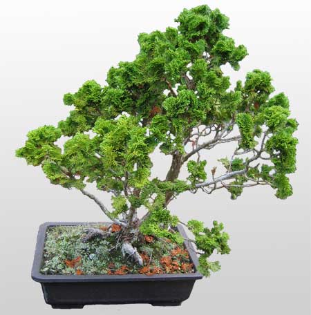 ithal bonsai saksi iegi  Ankara Pursaklar hediye iek yolla 