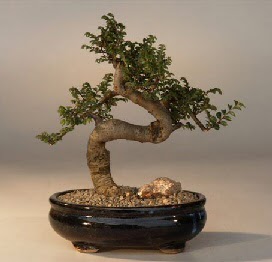 ithal bonsai saksi iegi  Ankara Pursaklar 14 ubat sevgililer gn iek 