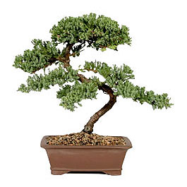 ithal bonsai saksi iegi  Ankara iek gnderme sitemiz gvenlidir 