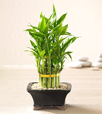 Lucky Bamboo saksi iegi  Ankara internetten iek sat 