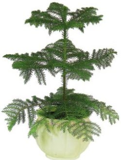 Araucaria Heterophylla i mekan saks  Ankara Pursaklar iek maazas , ieki adresleri 