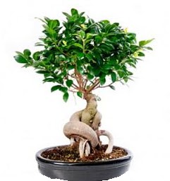 Bonsai Japon aac saks bitkisi  Ankara Pursaklar 14 ubat sevgililer gn iek 