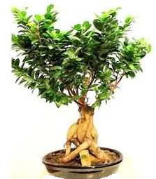 Bonsai Japon aac saks bitkisi  Ankara Pursaklar iek siparii sitesi 