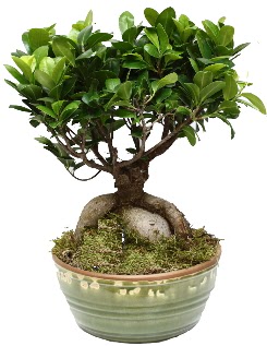 Japon aac bonsai saks bitkisi  Ankara Pursaklar hediye iek yolla 