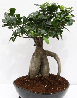 Japon aac bonsai saks bitkisi  Ankara Pursaklar iek yolla 