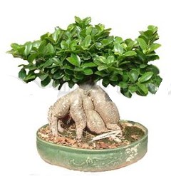 Japon aac bonsai saks bitkisi  Ankara iek gnderme 