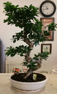 100 cm yksekliinde dev bonsai japon aac  Ankara Pursaklar hediye iek yolla 