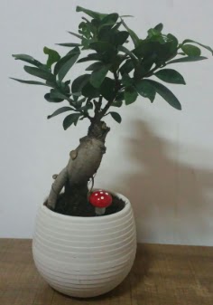 Bonsai japon aac saks iei  Ankara iek gnderme sitemiz gvenlidir 