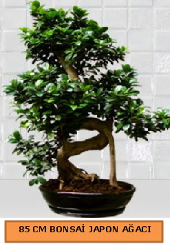 85 CM Japon aac Bonsai saks bitkisi  Ankara ucuz iek gnder 