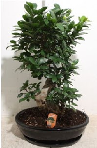 75 CM Ginseng bonsai Japon aac  Ankara Pursaklar nternetten iek siparii 