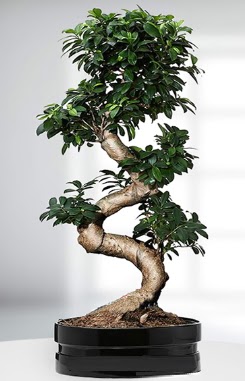 90 CM Japon Aac Bonsai saks iei  Ankara Pursaklar gvenli kaliteli hzl iek 