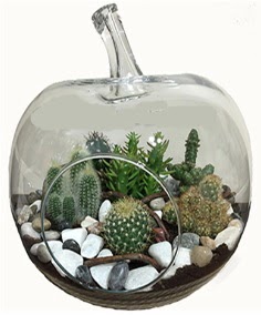 Terrarium tanzim elma camda 5 kakts  Ankara Pursaklar iek siparii sitesi 