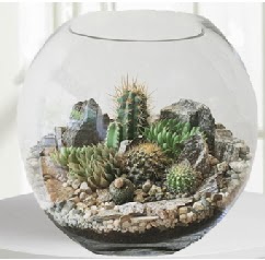 Cam fanus Terrarium 5 kakts  Ankara Pursaklar iek maazas , ieki adresleri 