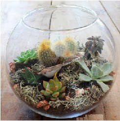 Cam fanusta 7 kaktsl terrarium  Ankara ieki maazas 