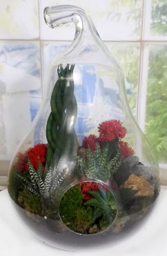 5 adet kakts orta boy armut terrarium  Ankara Pursaklar iek siparii sitesi 