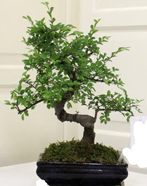 Bonsai saks iei  Ankara Pursaklar 14 ubat sevgililer gn iek 