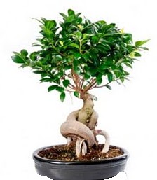 Bonsai japon aac seramik iinde  Ankara Pursaklar iekiler 