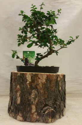 Doal ktk iinde bonsai japon aac  Ankara Pursaklar hediye iek yolla 