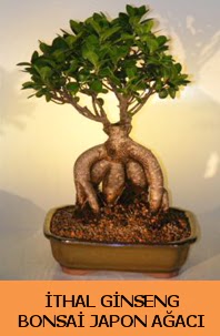 thal japon aac ginseng bonsai sat  Ankara Pursaklar hediye iek yolla 