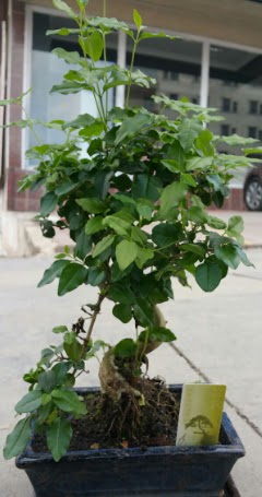 Bonsai japon aac saks bitkisi  Ankara Pursaklar iek siparii vermek 