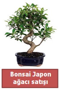 Japon aac bonsai sat  Ankara Pursaklar iek siparii sitesi 