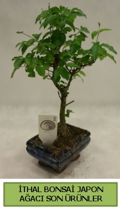 thal bonsai japon aac bitkisi  Ankara Pursaklar hediye sevgilime hediye iek 