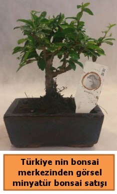 Japon aac bonsai sat ithal grsel  Ankara Pursaklar iek yolla 