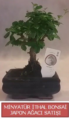 Kk grsel bonsai japon aac bitkisi  Ankara Pursaklar iek , ieki , iekilik 