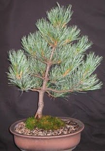 Bonsai am aac japon aac bitkisi  Ankara Pursaklar iek siparii sitesi 