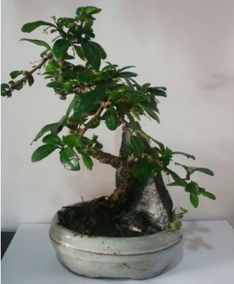 S eklinde ithal bonsai aac  Ankara Pursaklar iek yolla 