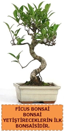 Ficus bonsai 15 ile 25 cm arasndadr  Ankara Pursaklar iek yolla 