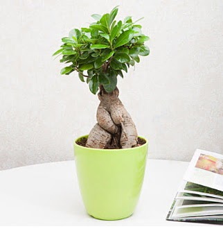 Ficus Ginseng Bonsai  Ankara Pursaklar 14 ubat sevgililer gn iek 