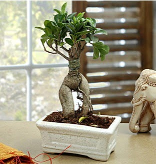 Marvellous Bonsai ginseng  Ankara Pursaklar iek siparii sitesi 