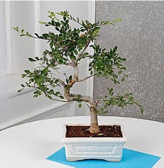 Unique Ulmus S Shaped Bonsai  Ankara Pursaklar iek online iek siparii 