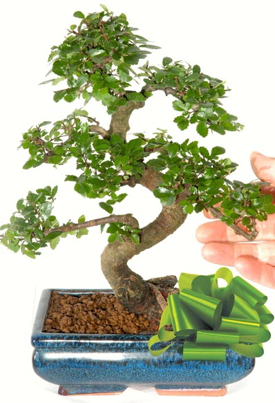 Yaklak 25 cm boyutlarnda S bonsai  Ankara Pursaklar iek siparii sitesi 