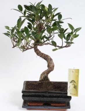 Ficus muhteem gold kalite 25 cm civar bonsai