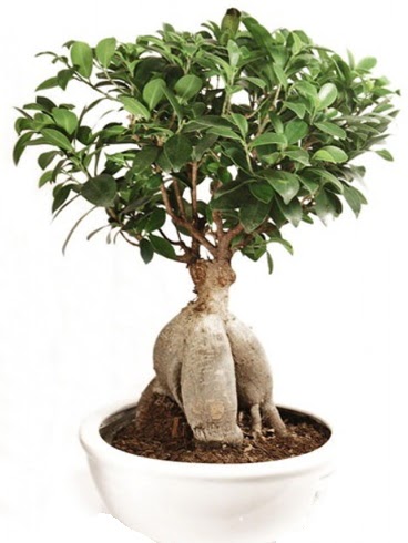 Ginseng bonsai japon aac ficus ginseng  Ankara Pursaklar hediye iek yolla 