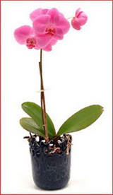  Ankara Pursaklar iek maazas , ieki adresleri  Phalaenopsis Orchid Plant