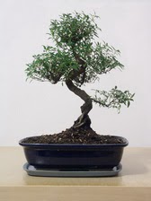 ithal bonsai saksi iegi  Ankara Pursaklar iek siparii vermek 