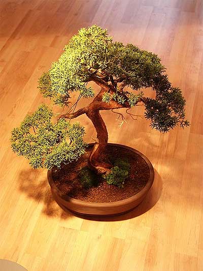 ithal bonsai saksi iegi  Ankara Pursaklar iek maazas , ieki adresleri 