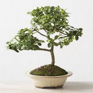 ithal bonsai saksi iegi  Ankara Pursaklar iek online iek siparii 