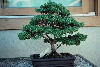 ithal bonsai saksi iegi  Ankara Pursaklar 14 ubat sevgililer gn iek 