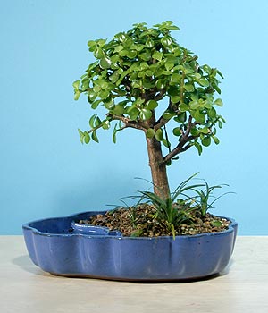 ithal bonsai saksi iegi  Ankara Pursaklar iekiler 