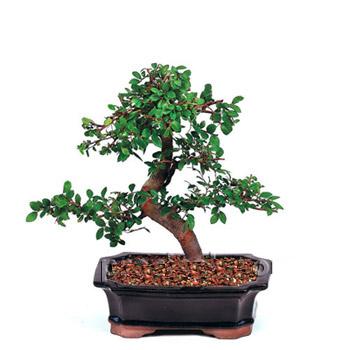 ithal bonsai saksi iegi  Ankara Pursaklar iek siparii vermek 