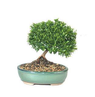 ithal bonsai saksi iegi  Ankara Pursaklar cicekciler , cicek siparisi 