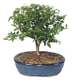  Ankara ieki maazas  ithal bonsai saksi iegi  Ankara Pursaklar online ieki , iek siparii 